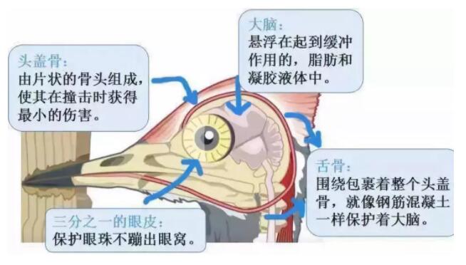 昆明安全帽，安全买冷知识你知道吗？